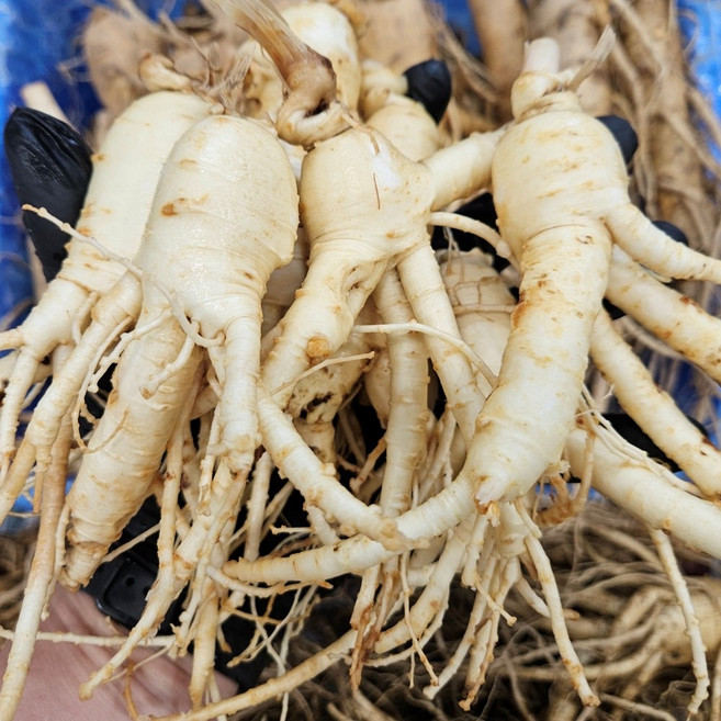 신선 실속 풍기인삼 1kg 750g 500g 300g 6년근 5년근 세척인삼 한보인삼사, 1개