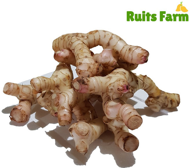 [루츠팜] 태국 생 갈랑갈 100g 갈랑가 령 태국생강, 1개