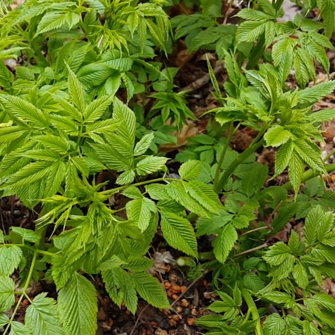 [산지특송] 국내산 삼나물 1등급 눈개승마, 1개, 1kg