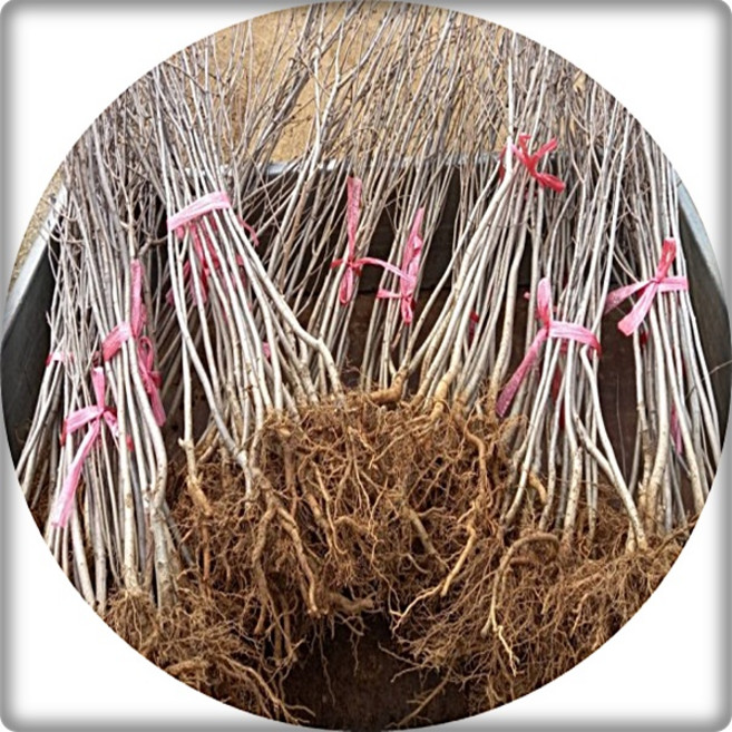 마가목 sorbus commixta 묘목 갈잎큰키나무 정원수 화목류 털이묘 포트묘 3주1세트 약용식물, 1세트