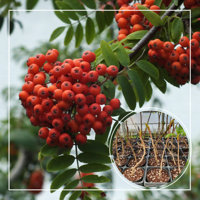 서울농원/마가목 나무 묘목 실생 2년생 포트묘, 1개