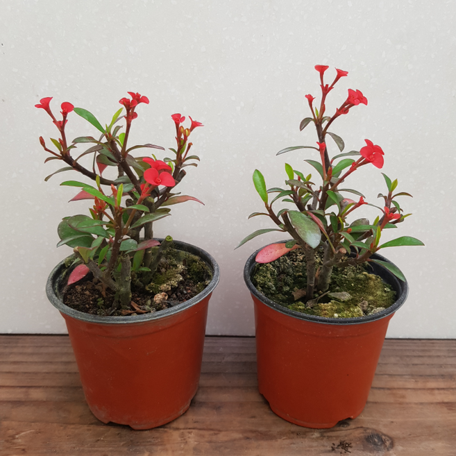 [용이네 화원] 가시없는꽃기린 (2개배송) (1+1) 인테리어식물 꽃기린 10cm화분, 2개, 빨강