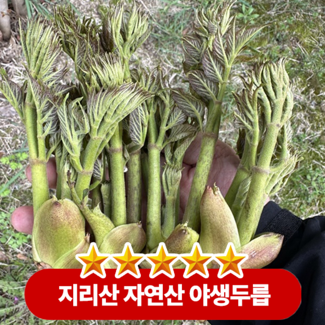 쌉싸름한 향과 아삭하면서도 부드러운 식감이 봄의 신선함 지리산 자연산 야생두릅, 1박스, 500g