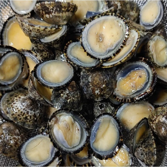 완도 자연산 해녀 배말 삿갓조개 따개비 급냉 500g 미니전복 배말죽 배말칼국수, 배말 급냉 500g, 1개