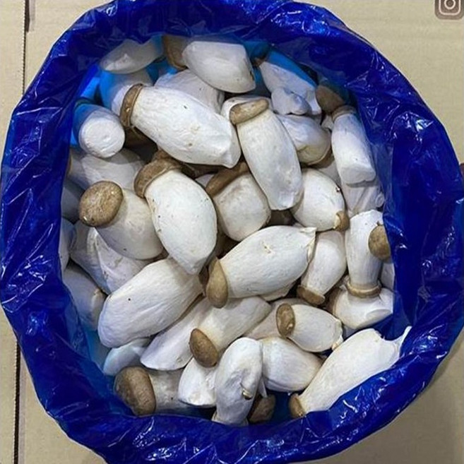 도담농산 새송이버섯 2kg 당일수확 당일발송, 1개, 새송이2kg(엄지)