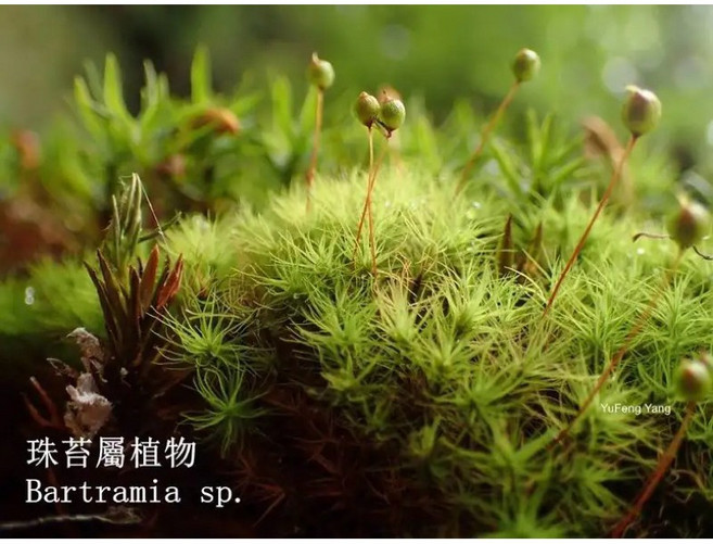Bartramia sp. 苔蘚植物, 5個