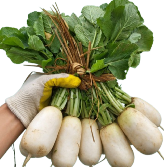 [굿피플] 국내산알타리무 총각무 달랑무 알타리, 1개, 흙 알타리무 2kg