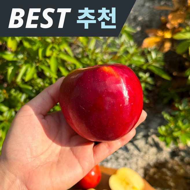 4위 - [9월한정] 새벽경매 국산 홍옥 사과, 1세트, 5kg