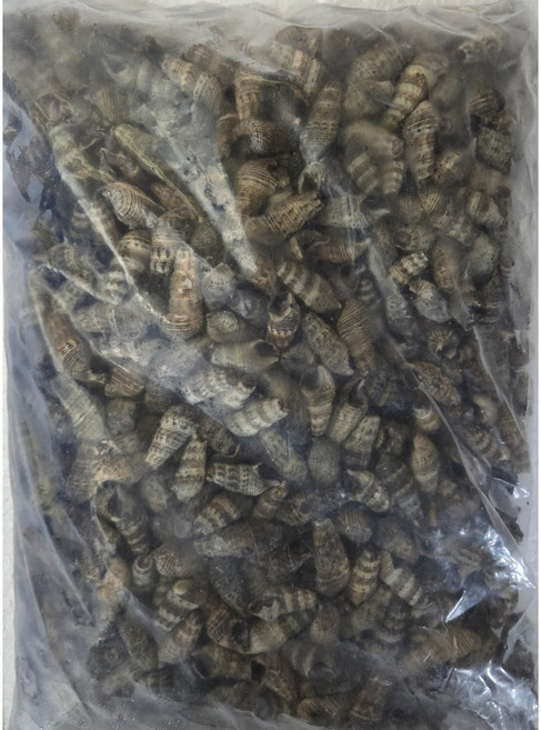냉동 자숙 갯고동 1kg 갯고둥 바다고동 올갱이 바다다슬기, 1개