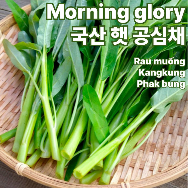 [빠른배송] 공심채 모닝글로리 국내산 산지직송, 1박스, 1kg