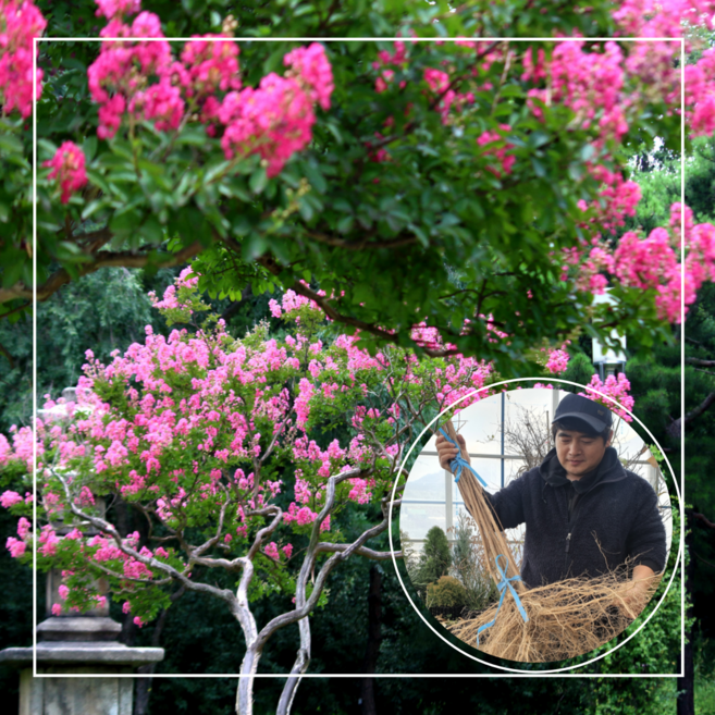 서울농원/배롱나무 목백일홍 묘목 삽목2년생 분홍꽃 간지럼나무 백일홍