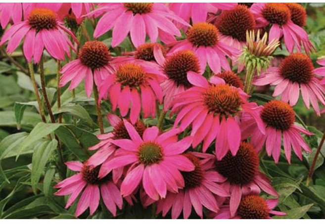 紫錐花 種子 可多年生品種, 1包