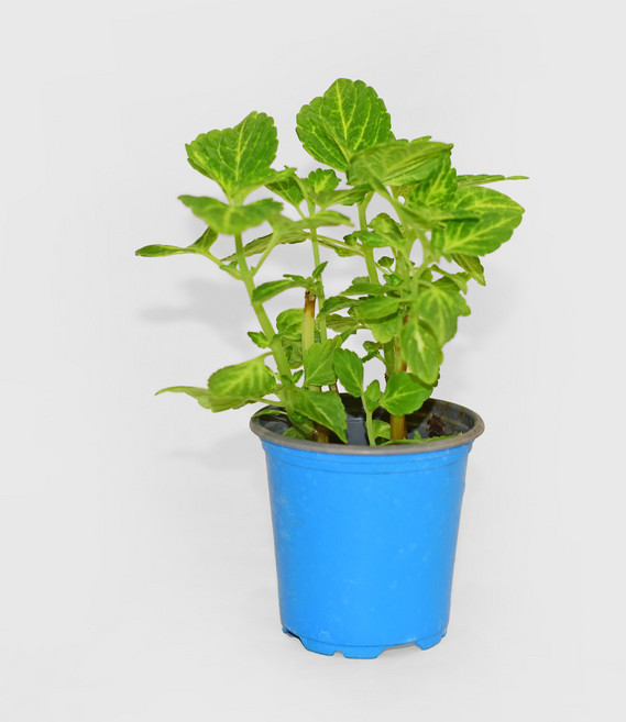 마이플랜트 콜레우스 일렉트릭 라임 소형 관엽식물, 1개