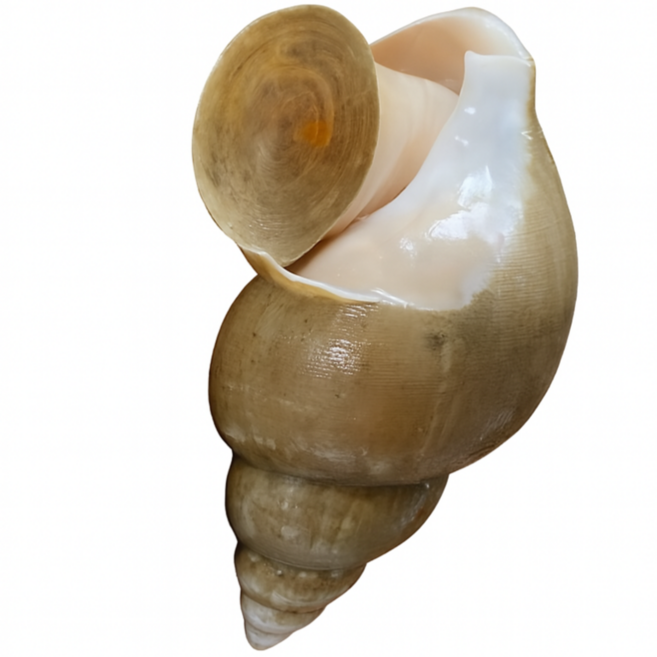 [미친쫄깃함] 감칠맛 폭발! 백고동 백골뱅이, 1개, 급냉 특대 1kg(8-13미 내외)