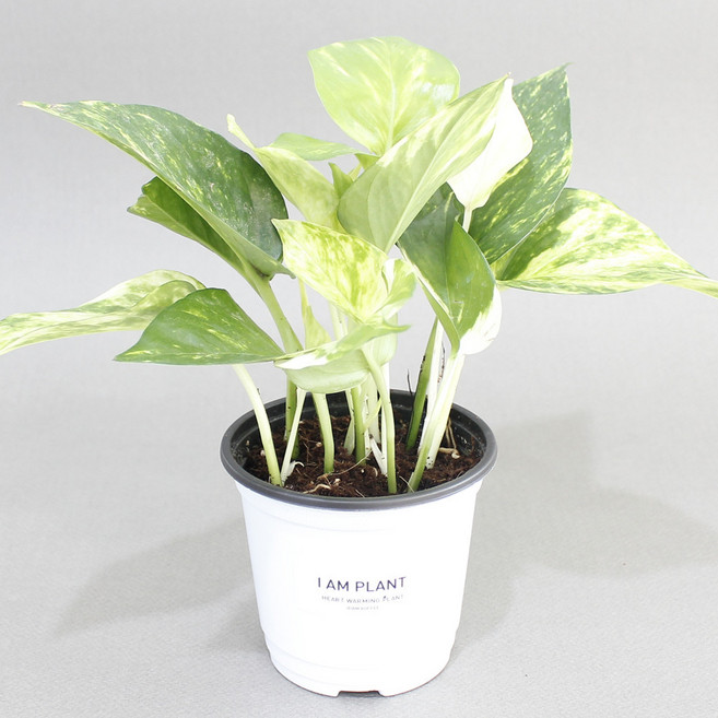 스킨답서스 실내 공기정화식물 화분 화이트포트 플랜테리어, 1개, 식물단품