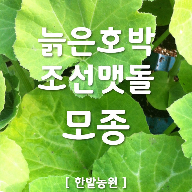 채소 모종 ~ 각종 묘종. 베란다 텃밭 세트 공기정화식물 허브 씨앗 채소모종 ~, H051 늙은호박 조선맷돌 모종 1개