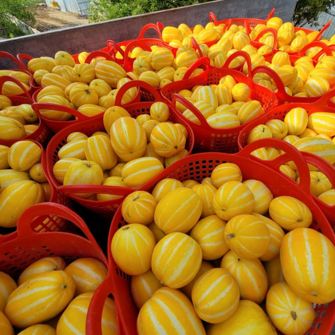 당도선별 고당도 성주 꿀 참외 가정용, 1개, 2.5kg