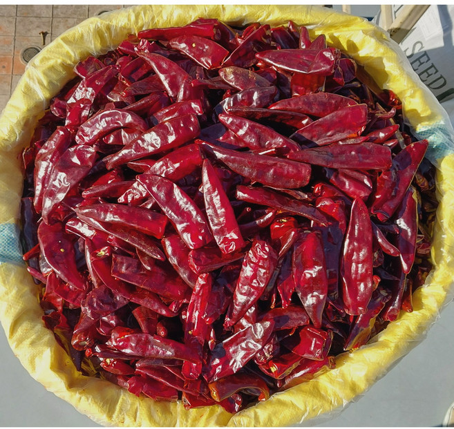 2025년 햇 중국산 천진홍(매움) 건고추 1kg, 1개