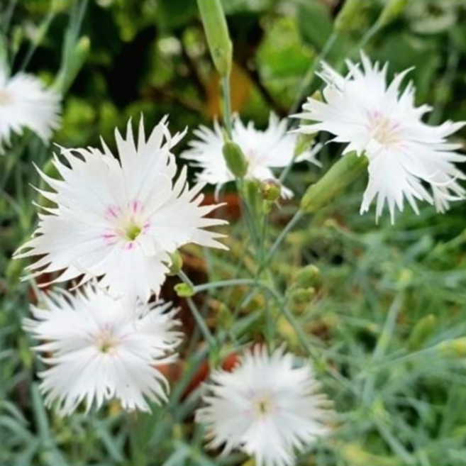 [들꽃야생화] 크리스탈 패랭이 9cm 포트 노지월동 사계절 잎 화사한 꽃 야생화 모종, 1개