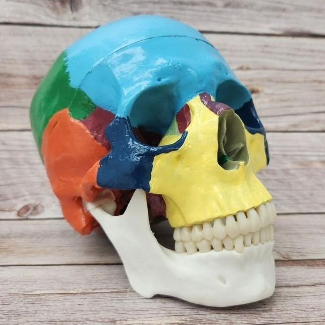 성인 두개골 모형 머리 뼈 턱관절 치아구조 컬러 해부학 인체모형, 1세트