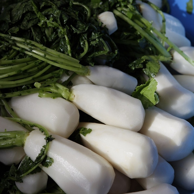 [특품] 강원도 국내산 절임 알타리 알타리무 총각무, 1개, 10kg