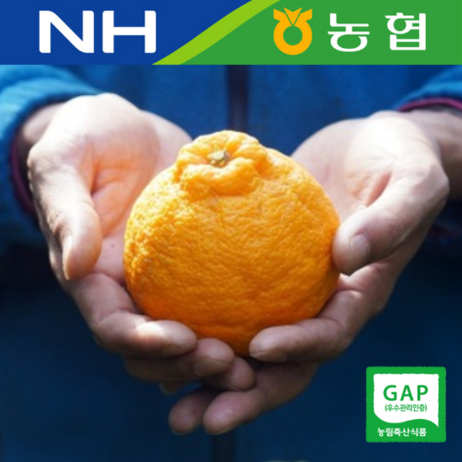 [효상회] 서귀포 위미농협 한라봉 문주왕 싱귤생귤 선물세트 3kg 5kg [원산지:국산(제주특별자치도 서귀포시)], 1박스, 한라봉 3kg 선물세트(6~15입)