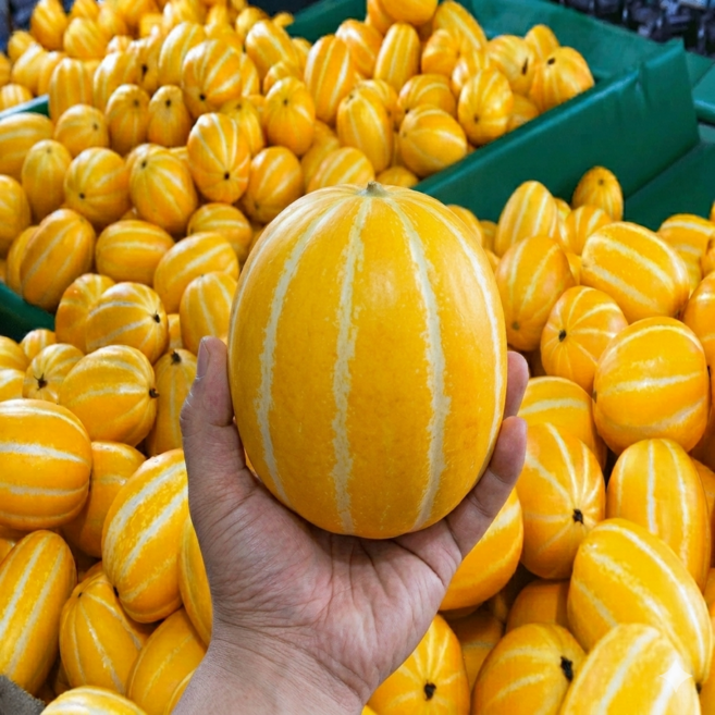 더준마켓 성주 참외 5kg 10kg 고당도 로얄과 가정용 산지직송 꿀참외, 1박스, 성주 참외 10kg(26-46과/ 로얄과) 정품