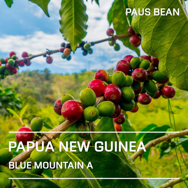 생두대빵 파푸아뉴기니 블루마운틴 A 생두, 1개, 500g