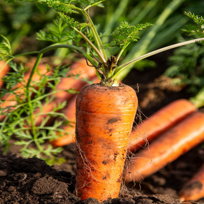 [최저가도전] 평가우수 겨울 제철 제주 구좌당근, 1박스, 상 1kg