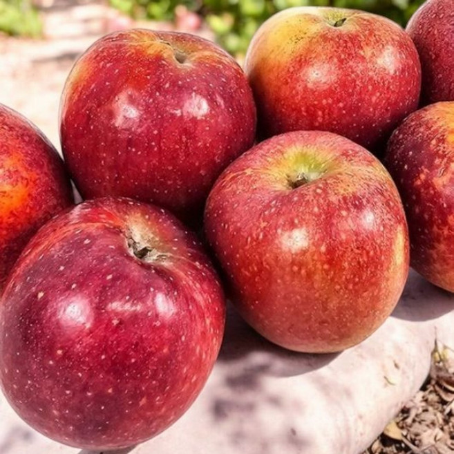 동명 최고당도 문경 감홍사과 중대과 가정용, 1kg 4-6과 가정용