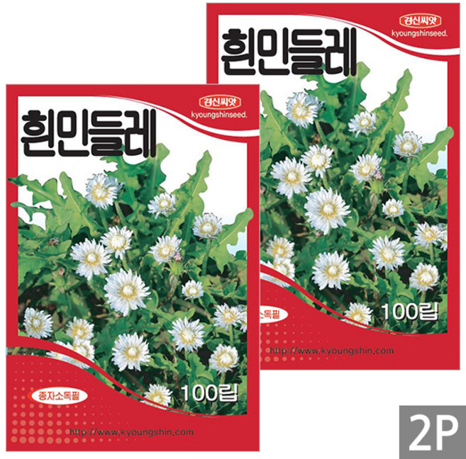 세인화분 흰민들레 100립 - 씨 씨앗 꽃씨 민들레 재래종, 2개