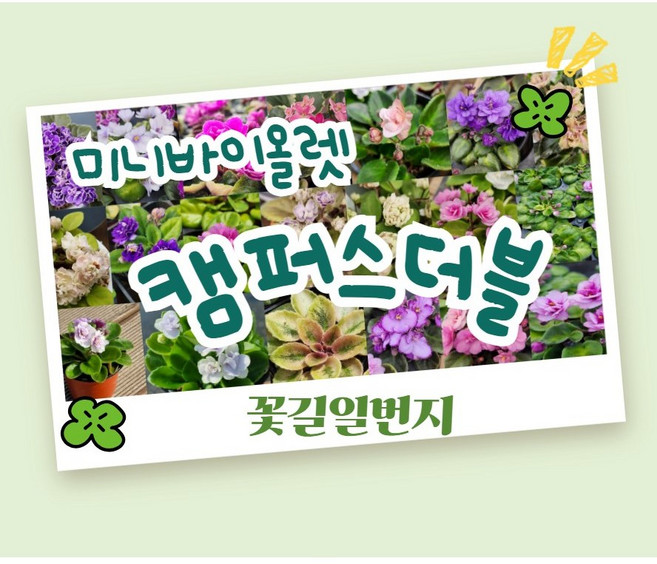 미니바이올렛 30종 기획전/N아담 네스틀링블루 맥스코칭썬 베리베리보라 베리베리핑크 아가일삭스 엔틱로즈 오페라독 찬타마라 쿨프르츠 트링킷오핑크 팝콘 푸이 핑크민트 플럼러버스쉐도우, 1개, 21번.캠퍼스더블