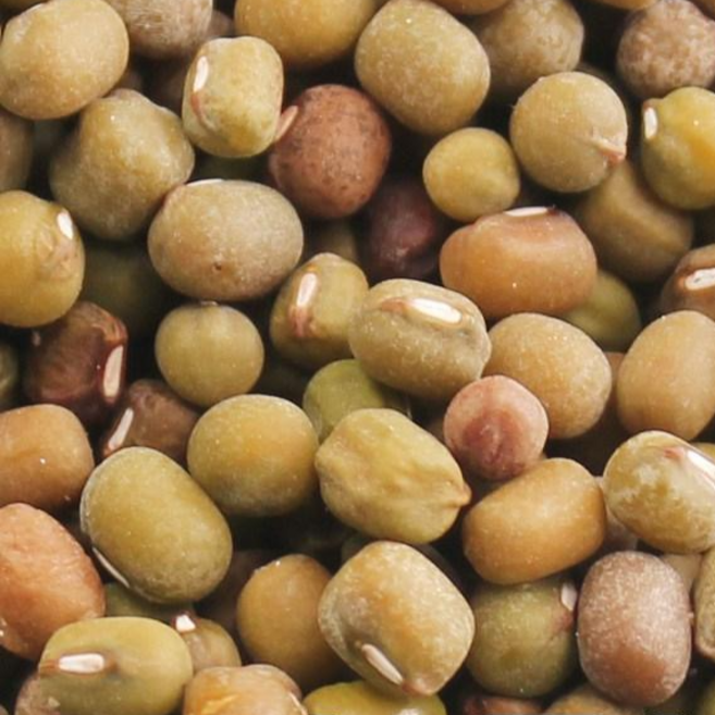 2025년 햇녹두볶음 당일볶음 국산100% 쌀아지매, 1개, 1kg