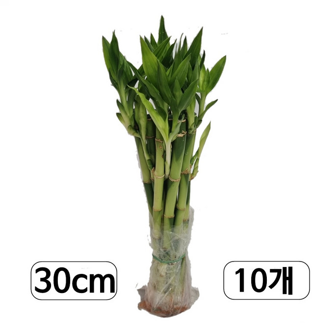 개운죽농장 1+1+1 개운죽 20cm(30개) / 개운죽 10cm(30개)/ 개운죽 30cm(10개) / 개운죽 40cm(20개) 잎x 행운목 수경식물 수경재배 미세먼지제거식물, 1개, 03.  개운죽 ...30cm.(10개) 1개