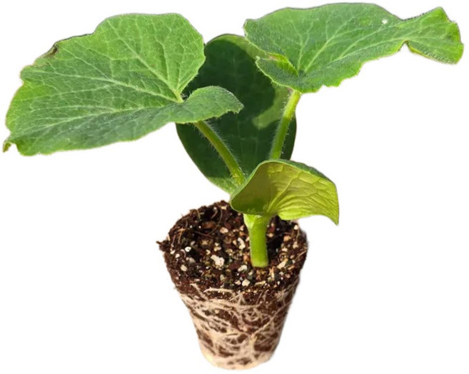 [오감] 미니단호박 모종 묘종, 5개