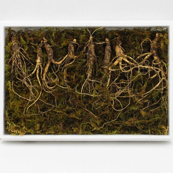 강원도 산양삼 5~6년근 장뇌삼 야생 산양산삼, 30g, 1개