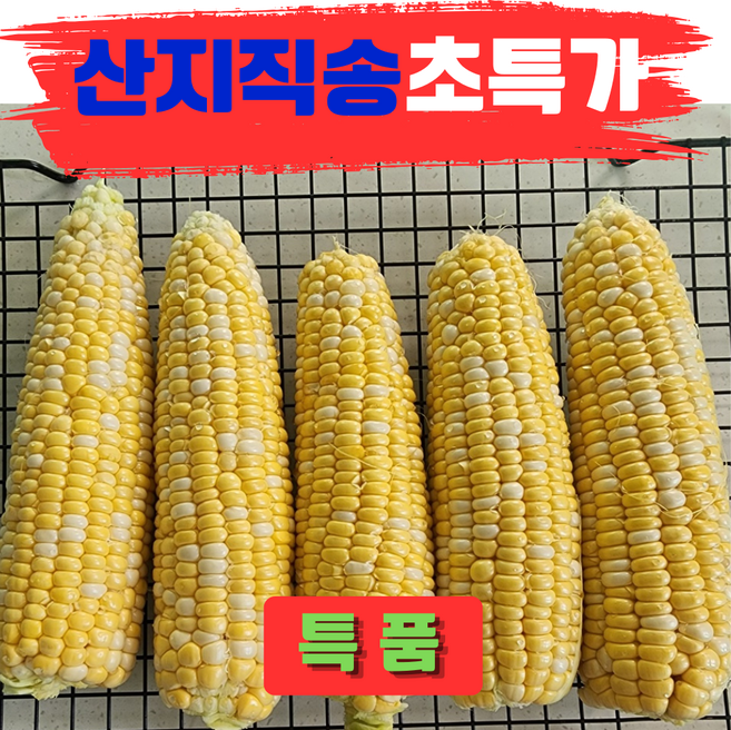[산지직송]달콤촉촉 고당도 햇 초당옥수수, 1개, 특품 5개