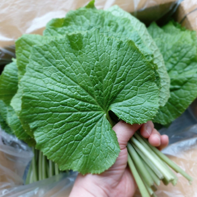 강원도 국산 생 고추냉이잎 와사비잎 쌈채소, 500g, 1박스