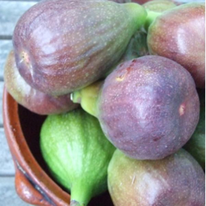 유실수 묘목/무화과 승정도후인/(키 80cm~결실주분묘 NS191