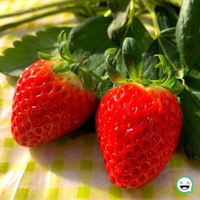 논산 설향 딸기 고당도 생딸기, 1개, 논산 생 딸기 설향 700g (40-42과) 한입