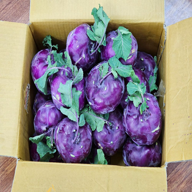 SJ 제주 콜라비 못난이, 3kg, 1개