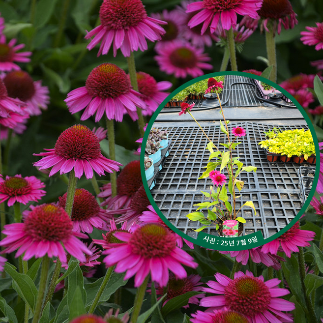 [더잭팜]겹에키네시아 딜리셔스캔디 120L포트 - 신품종 개화주 겹꽃 노지월동 다년생, 1개