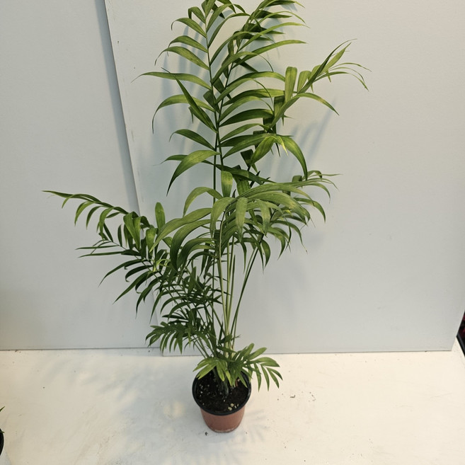 식물공장 키가큰 테이블야자 소품 40-60cm 79, 1개
