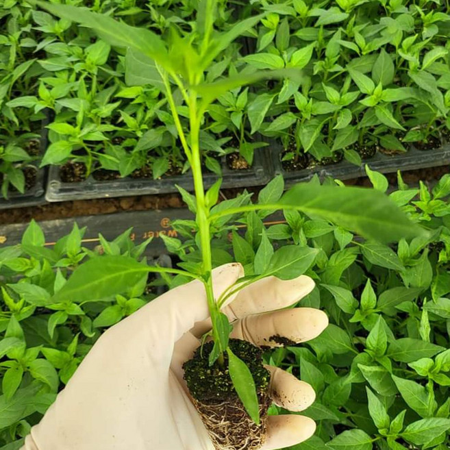 베트남 고추 묘종 cay ot 태국 고추 모종 국내산 하늘고추 동남아 식재료, 5개
