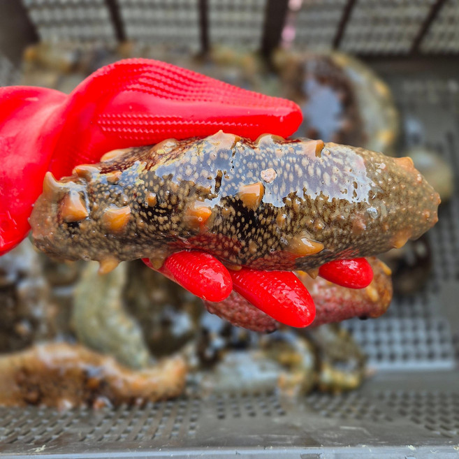 통영바다 동백해녀가 잡은 특해삼 1kg 참해삼 통영바다 자연산 당일제품, 1개, 자연산 참해삼 1kg