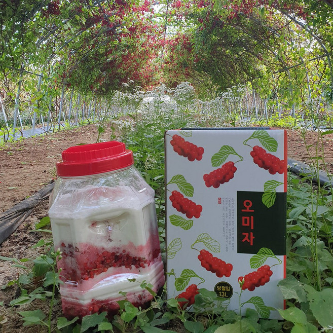 오미자 국내산 고랭지 오미자 생과 청 절임 당절임 효소, 1개, (거창)오미자청(당절임) 10kg