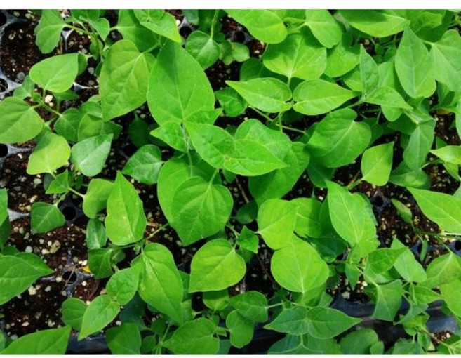 백하수오모종 10개 (트레이 10구) 백수오모종