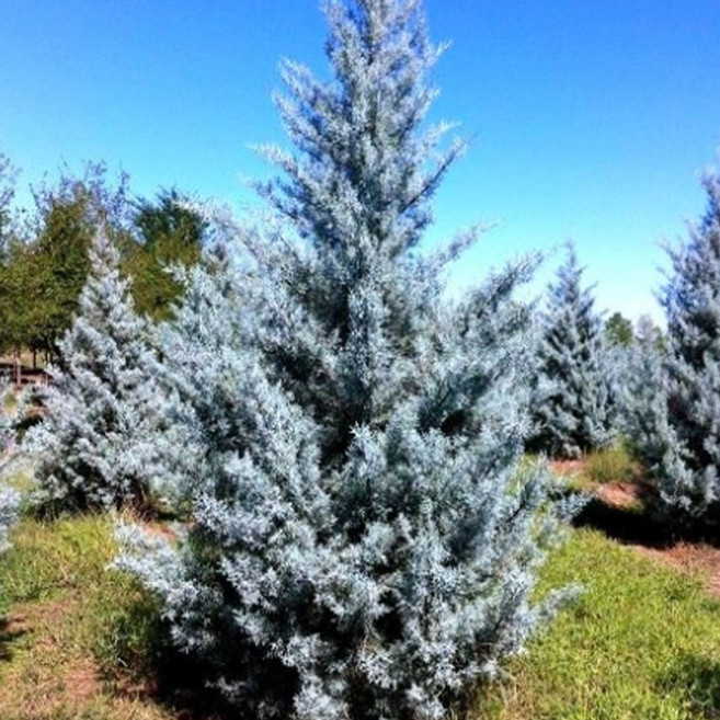 [충북농원] 블루아이스 측백나무 묘목 - H1.5~H2.0 분묘 (용달비별도), 1개, H2.0/분 (용달비별도)