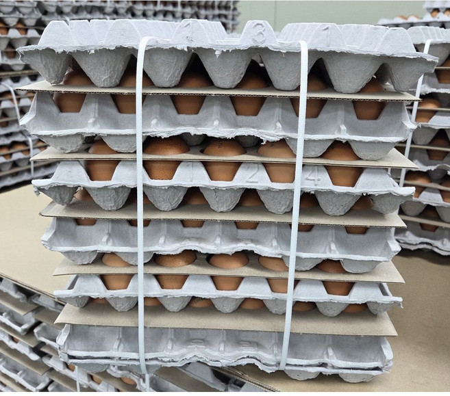 알부자집 무항생제 특란 신선식품, 5개, 30구