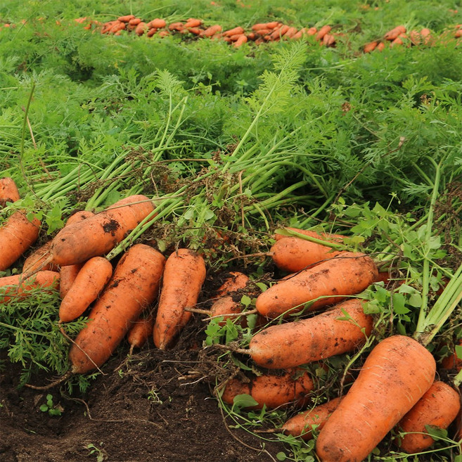 특품 맛있고 신선한 국내산 제철 햇당근 10kg 산지직송 흙당근, 1박스, 당근10kg(상)